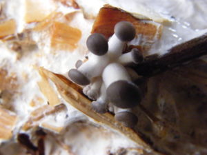 Pleurotus or Oyster Mushroom growing on sawdust