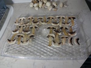 Loading tray with sliced Agaricus