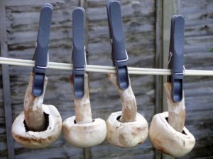 Drying button mushrooms on the washing line