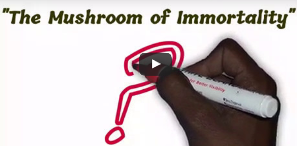 Simple video introduction to Reishi mushrooms