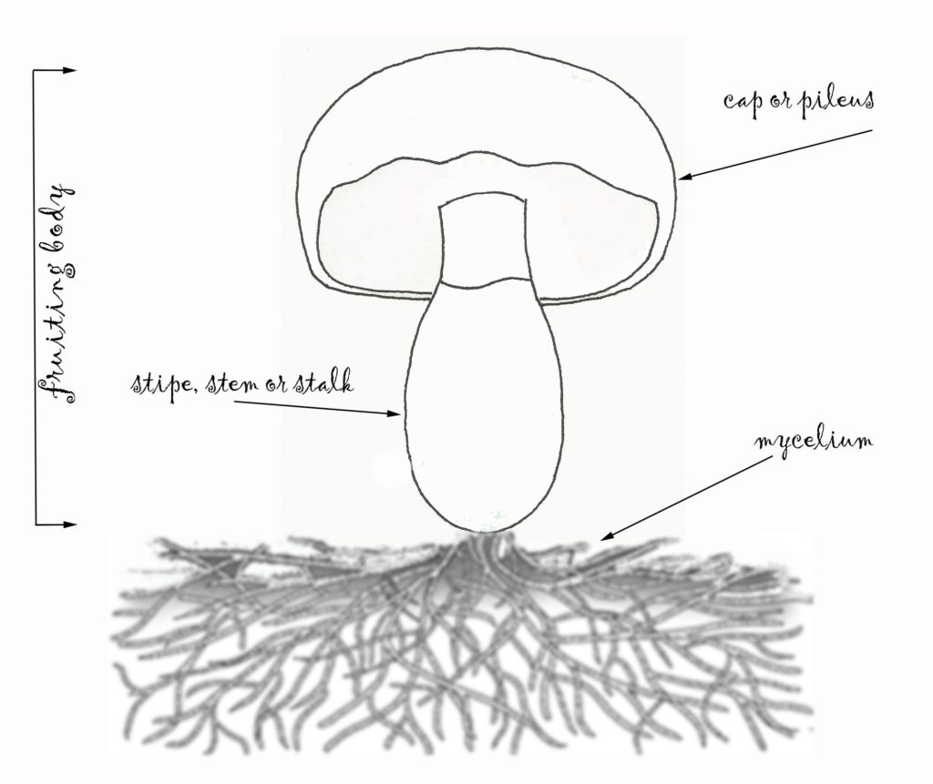 Parts of a mushroom
