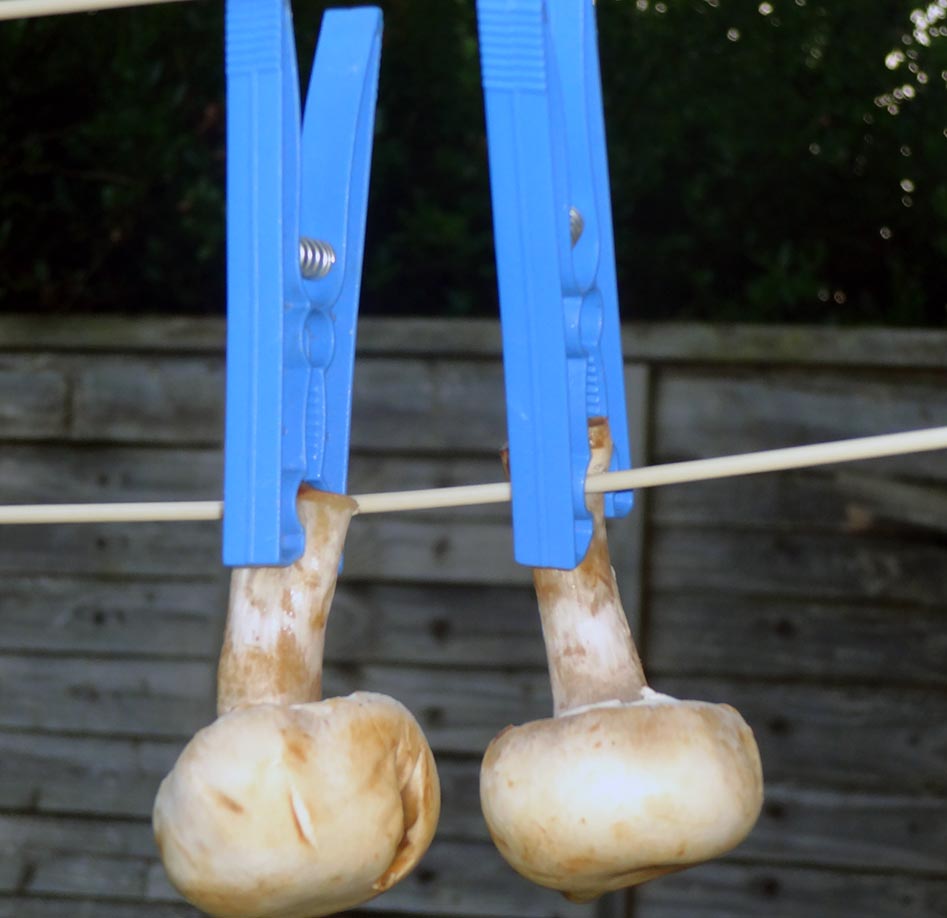 Drying mushrooms in the sun
